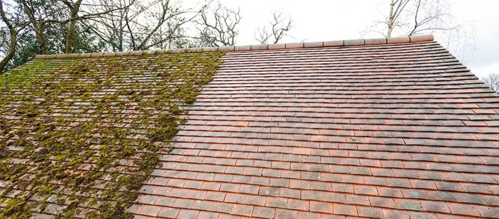 Before and after moss removal on a clay tile roof